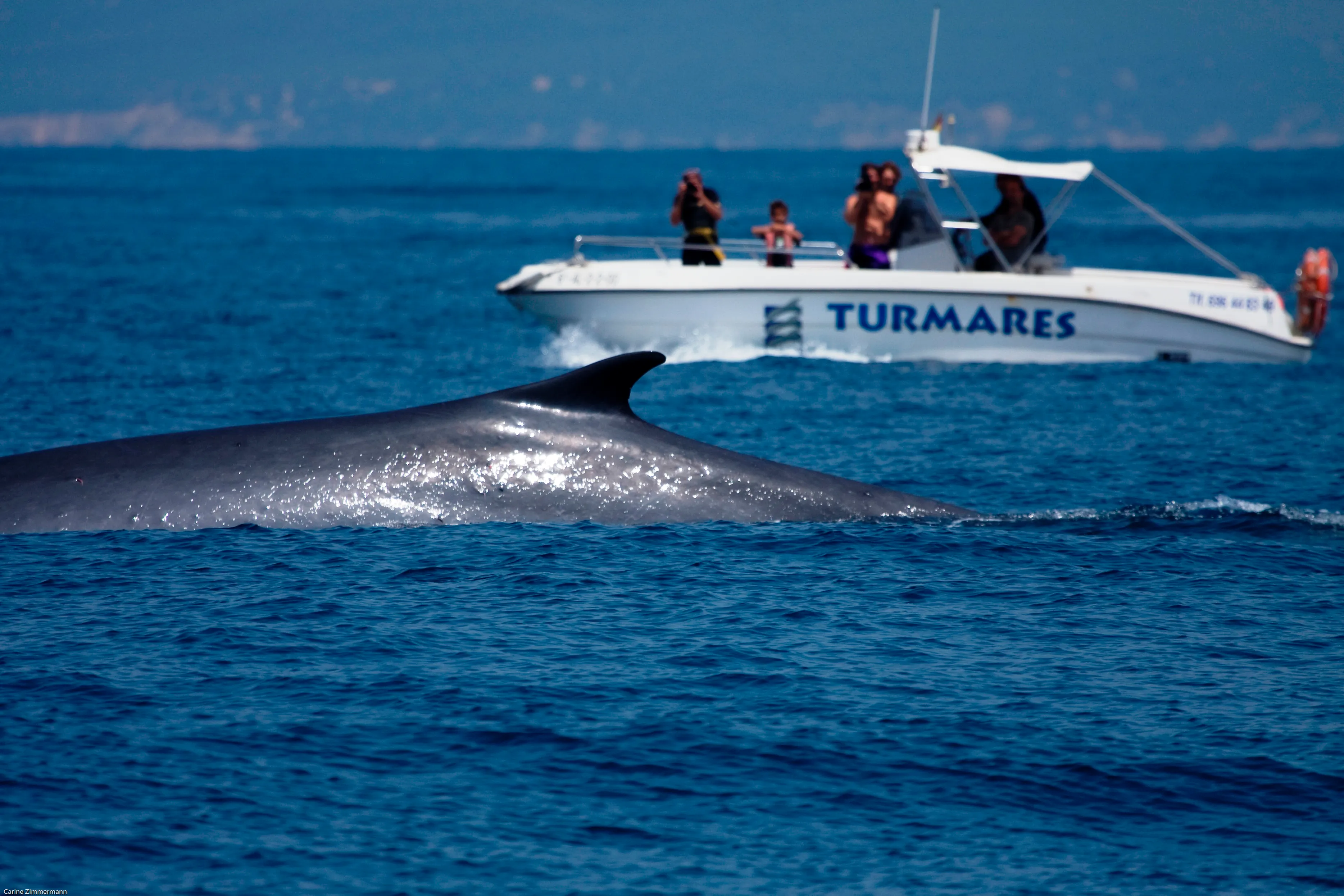 A whale surfacing in the Strait of Gibraltar